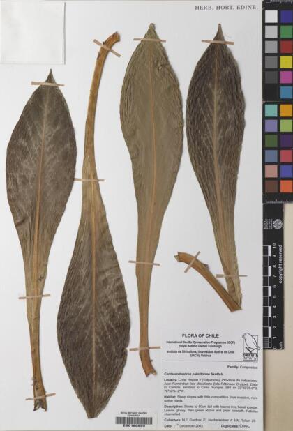 Centaurodendron palmiforme [Espécimen: ]