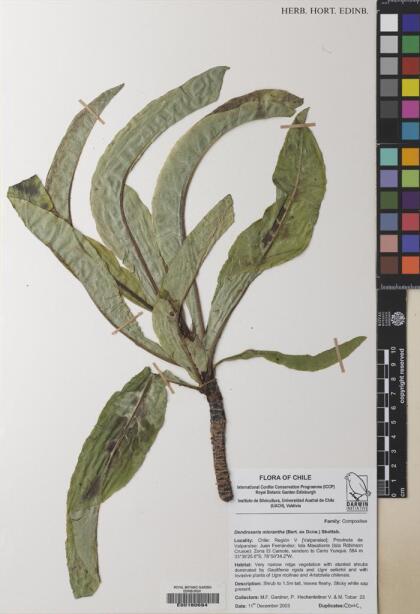Dendroseris micrantha [Espécimen: ]
