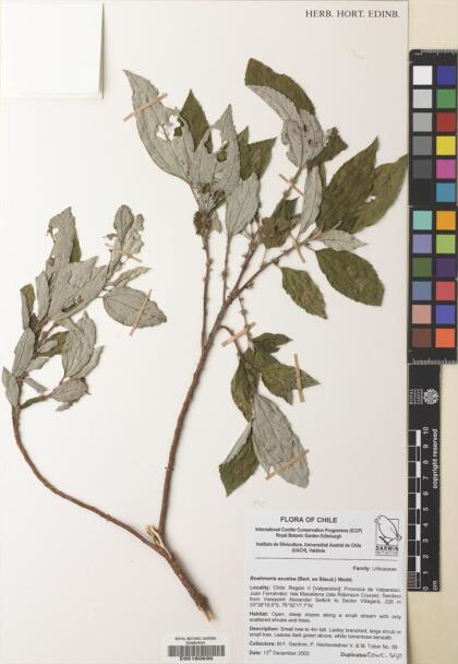 Boehmeria excelsa [Espécimen: ]