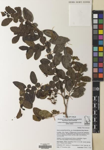Azara serrata var. fernandeziana [Espécimen: ]