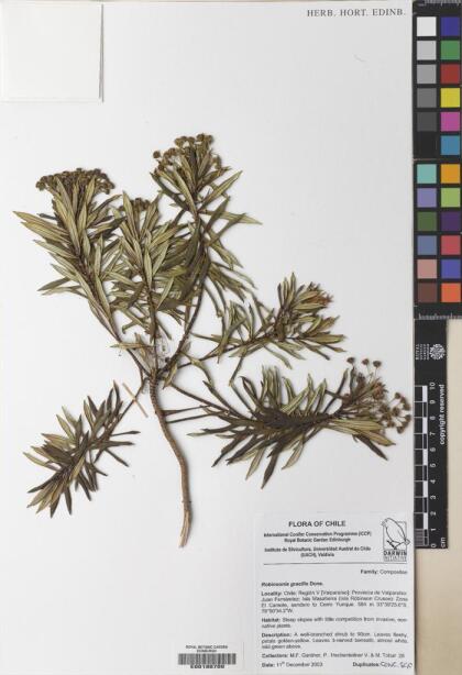 Robinsonia gracilis [Espécimen: ]