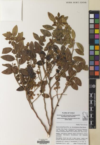 Azara serrata var. fernandeziana [Espécimen: ]