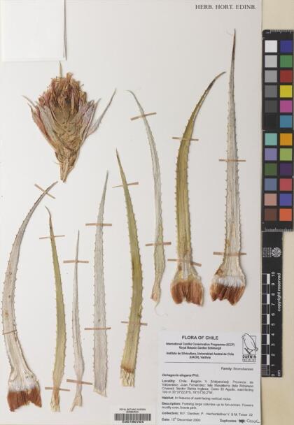 Ochagavia elegans [Espécimen: ]