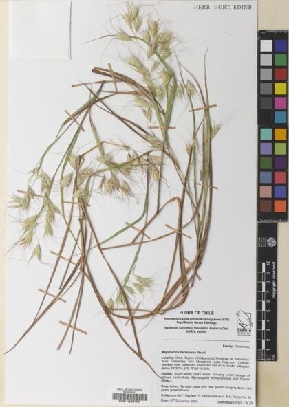 Festuca megalachna [Espécimen: ]