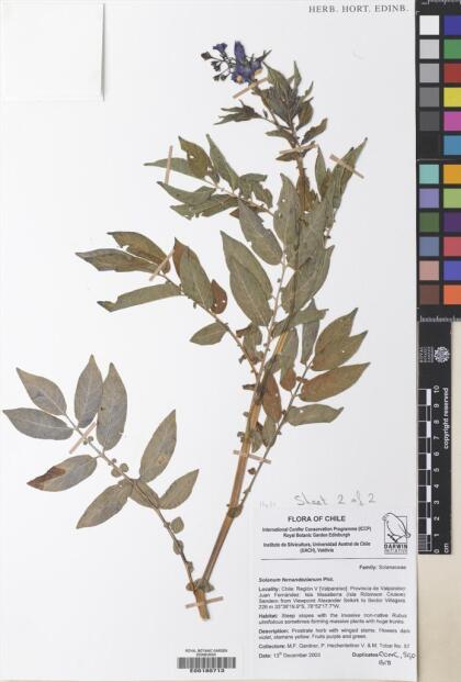 Solanum fernandezianum [Espécimen: ]