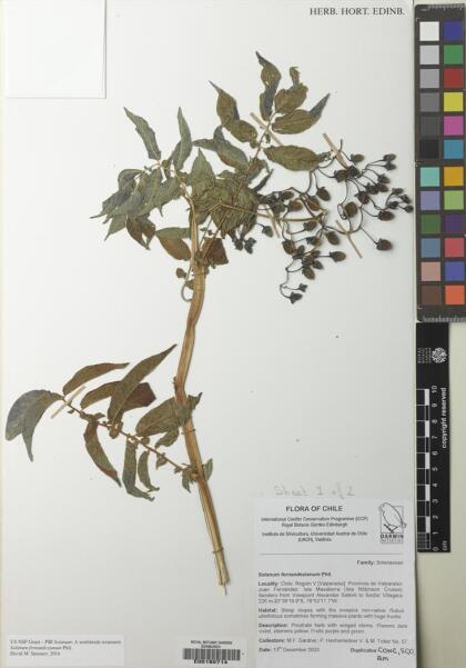 Solanum fernandezianum [Espécimen: ]