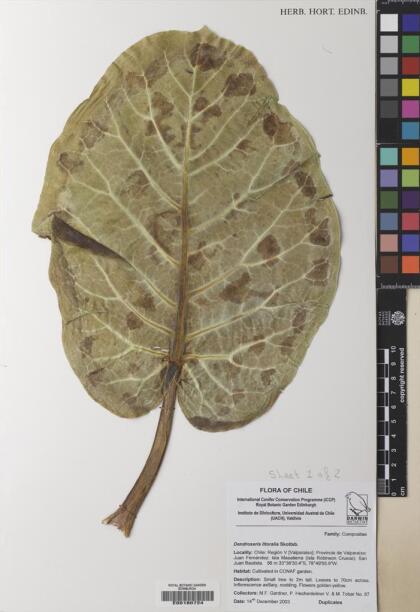 Dendroseris litoralis [Espécimen: ]