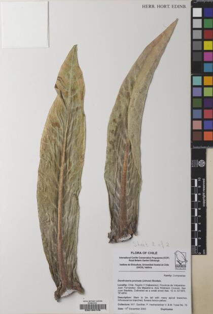Dendroseris pruinata [Espécimen: ]