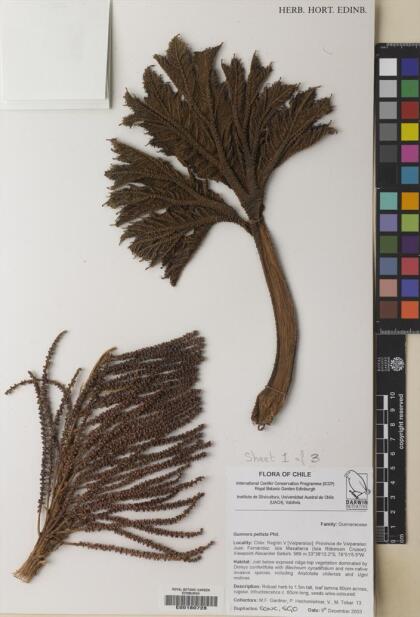 Gunnera peltata [Espécimen: ]