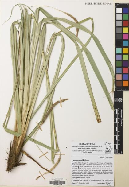 Carex berteroniana [Espécimen: ]