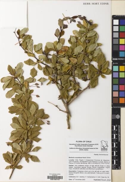 Berberis corymbosa [Espécimen: ]