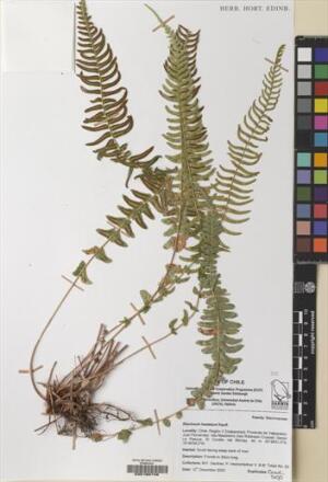 Blechnum hastatum [Espécimen: ]