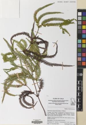 Sticherus squamulosus [Espécimen: ]