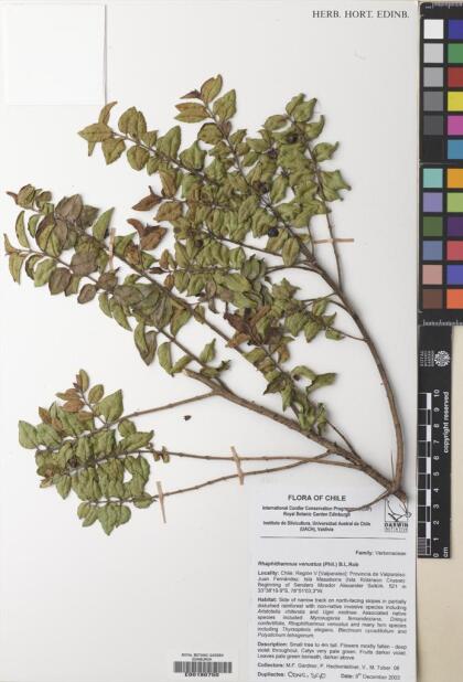 Rhaphithamnus venustus [Espécimen: ]