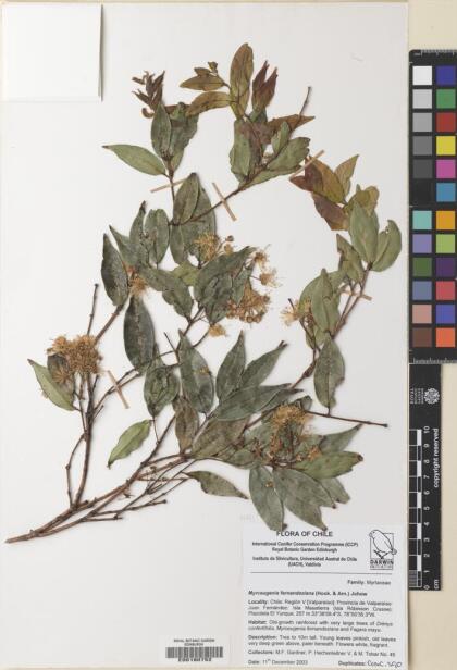 Nothomyrcia fernandeziana [Espécimen: ]
