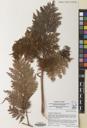 Thyrsopteris elegans [Espécimen: ]