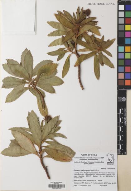 Eryngium bupleuroides [Espécimen: ]