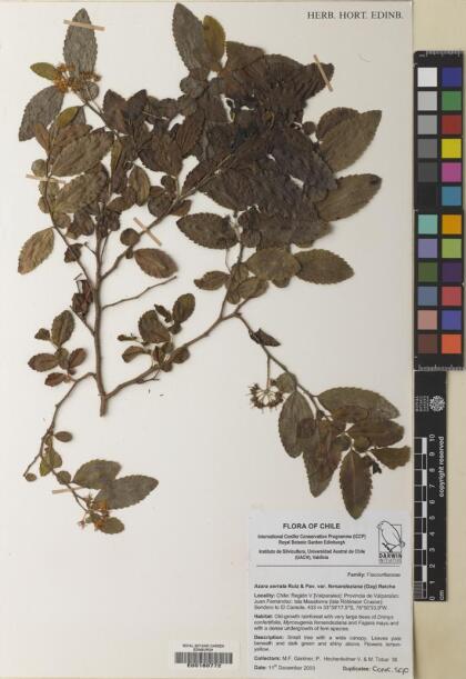 Azara serrata var. fernandeziana [Espécimen: ]
