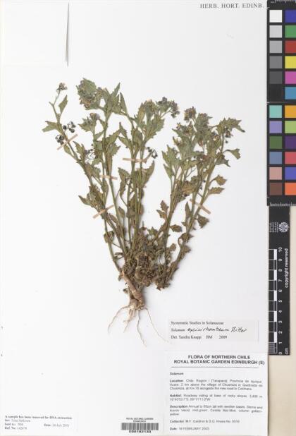 Solanum fragile [Espécimen: ]