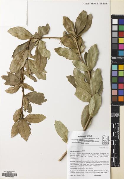 Berberis valdiviana [Espécimen: ]
