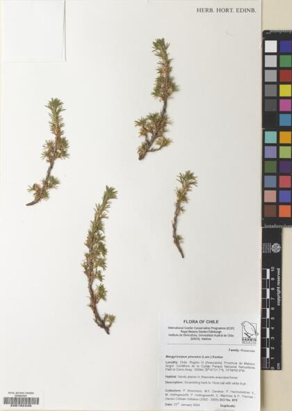 Margyricarpus pinnatus [Espécimen: ]