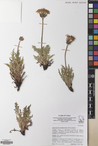 Hypochaeris tenuifolia [Espécimen: ]