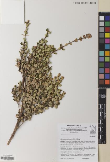 Myrceugenia obtusa [Espécimen: ]