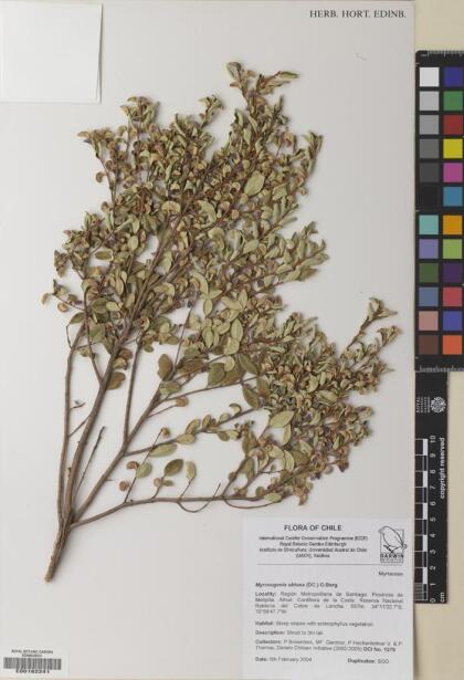 Myrceugenia obtusa [Espécimen: ]