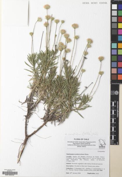 Haplopappus punctatus [Espécimen: ]