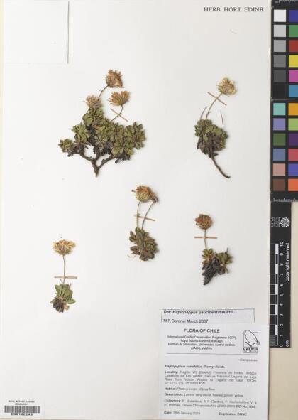Haplopappus paucidentatus [Espécimen: ]