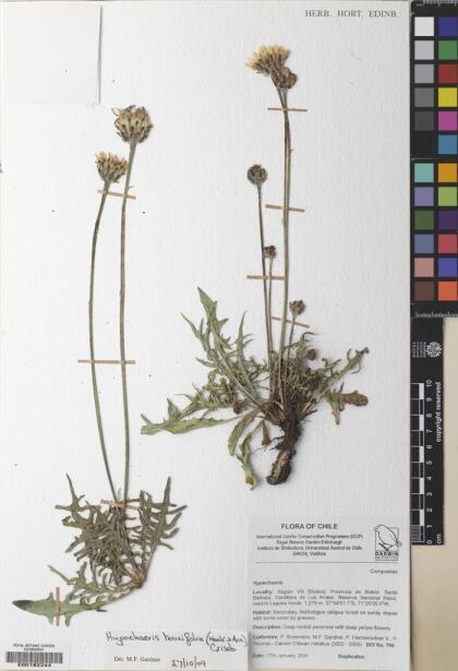 Hypochaeris tenuifolia [Espécimen: ]