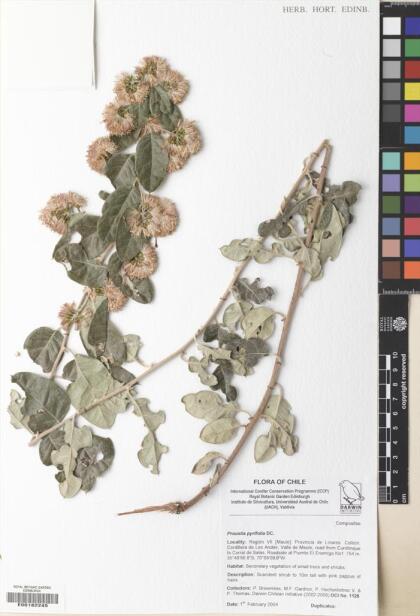 Proustia pyrifolia [Espécimen: ]