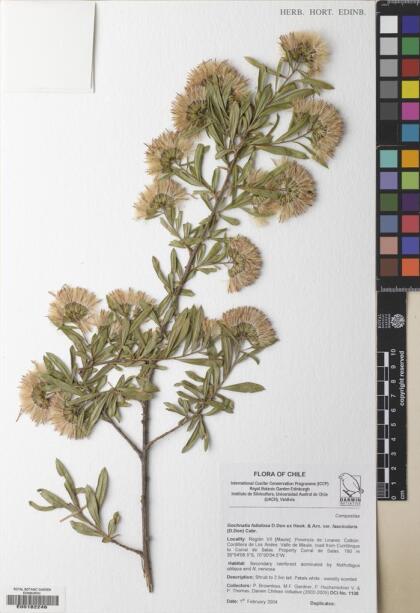 Gochnatia foliolosa var. fascicularis [Espécimen: ]