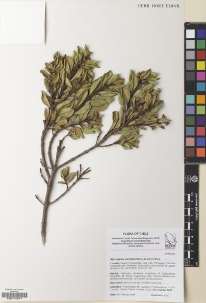Myrceugenia correifolia [Espécimen: ]