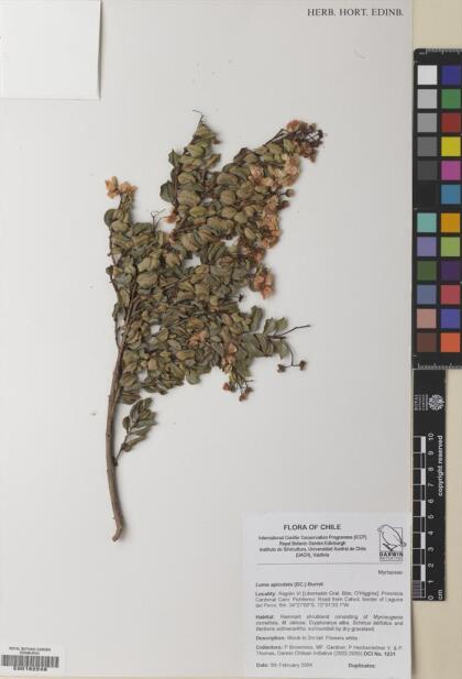 Luma apiculata [Espécimen: ]