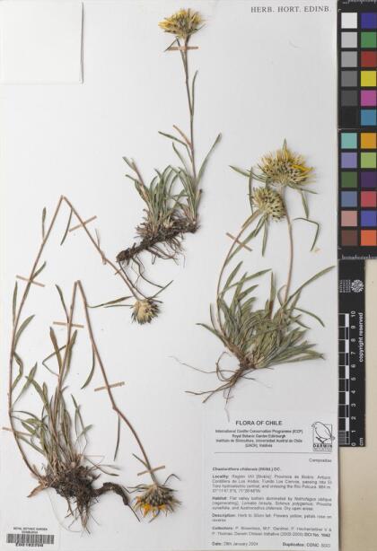 Chaetanthera chilensis [Espécimen: ]