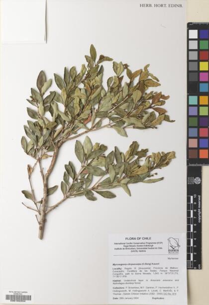Myrceugenia chrysocarpa [Espécimen: ]