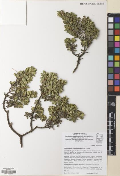 Myrceugenia colchaguensis [Espécimen: ]