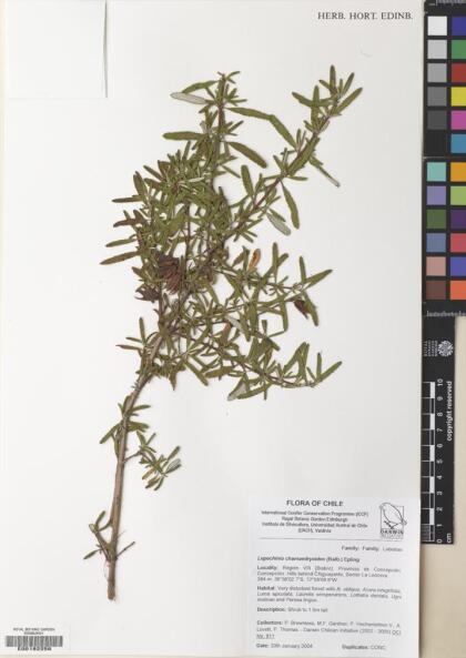 Lepechinia chilensis [Espécimen: ]