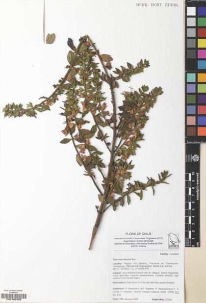 Teucrium bicolor [Espécimen: ]