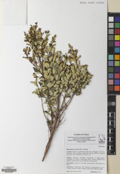 Myrceugenia obtusa [Espécimen: ]