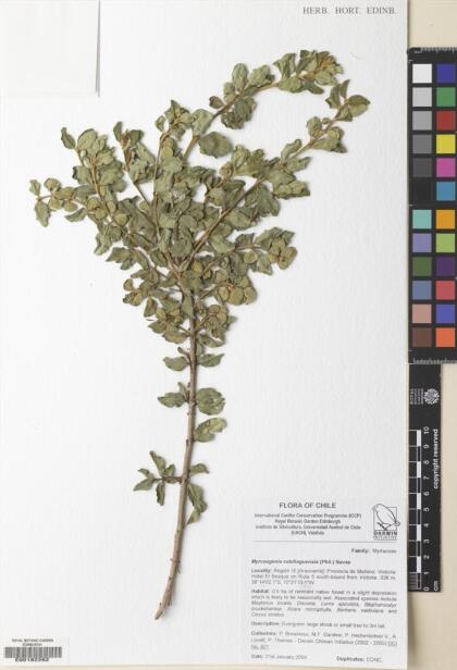 Myrceugenia colchaguensis [Espécimen: ]