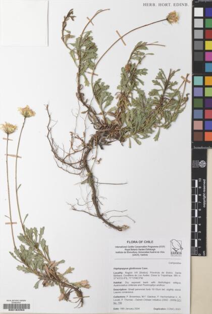Haplopappus glutinosus [Espécimen: ]