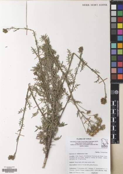 Senecio chillanensis [Espécimen: ]
