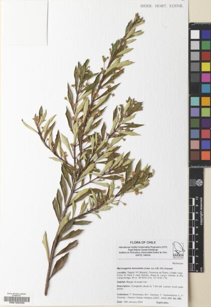 Myrceugenia lanceolata [Espécimen: ]