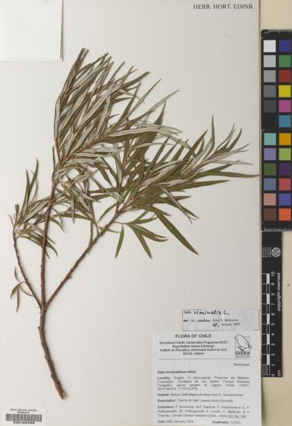 Salix viminalis [Espécimen: ]