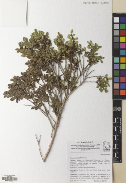 Azara microphylla [Espécimen: ]