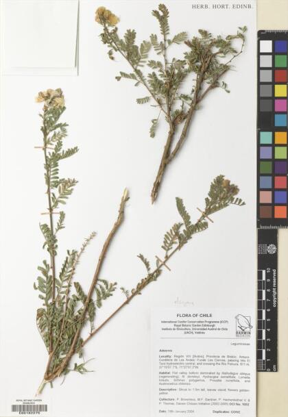 Adesmia propinqua [Espécimen: ]