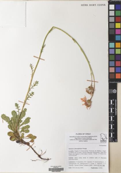 Senecio calocephalus [Espécimen: ]