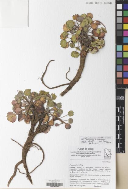Pozoa coriacea [Espécimen: ]